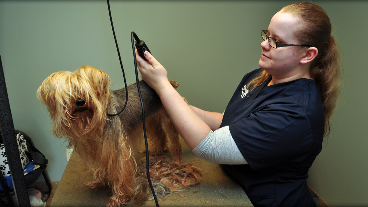 vets with grooming services near me